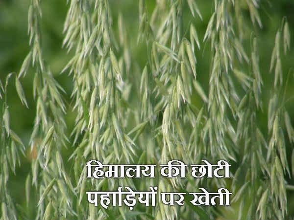હિમાલયની નાની પહાડીઓ પર ખેતી