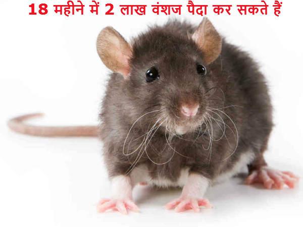 18 મહિનામાં 2 લાખ વંશજ પેદા કરી શકે છે ઉંદર