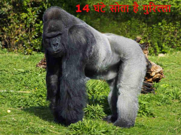 14 કલાક ઉંઘે છે ગોરિલા