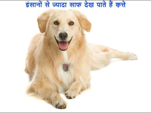 માણસોથી વધુ સ્પષ્ટ જોઇ શકે છે કુતરા