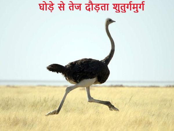 ઘોડા ઝડપી દોડે છે શાહમૃગ