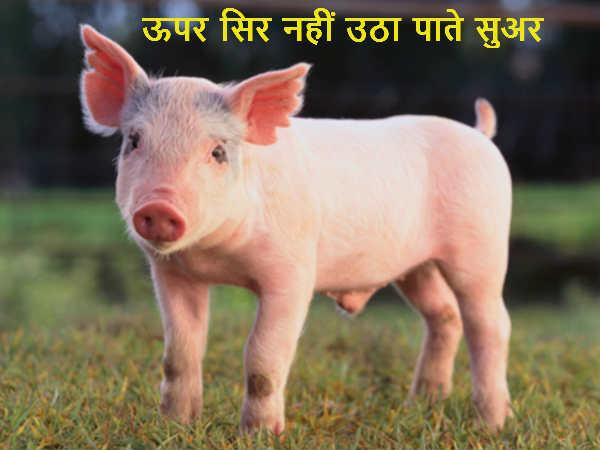 માથું ઉચું કરી શકતું નથી ભૂંડ