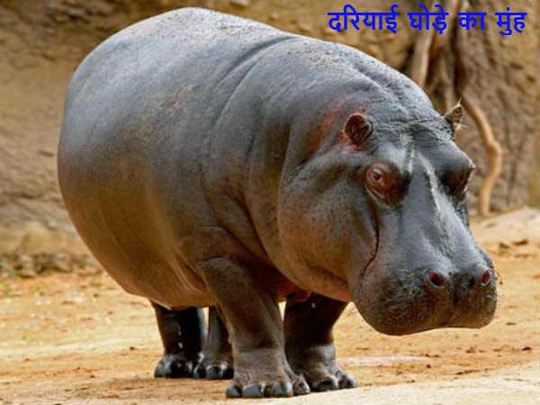 દરિયાઇ ઘોડાનું મોઢું