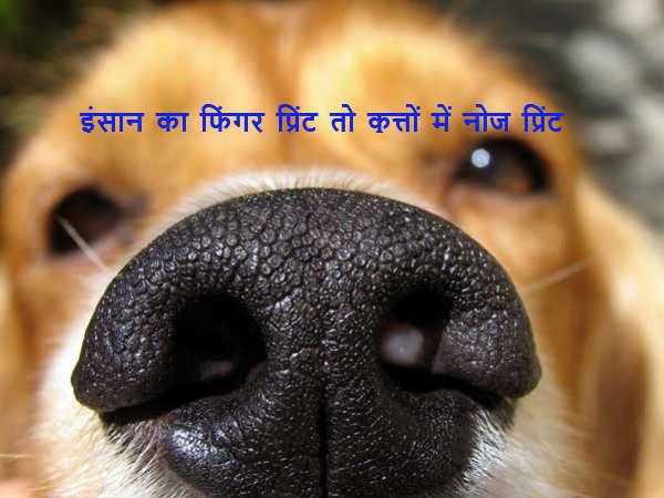 માણસની ફિંગર પ્રિંટ તો કુતરાઓમાં નોઝ પ્રિંટ