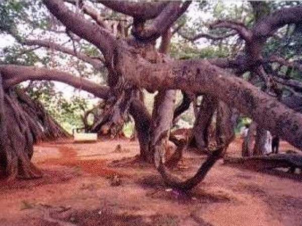 પિલ્લાલામારી