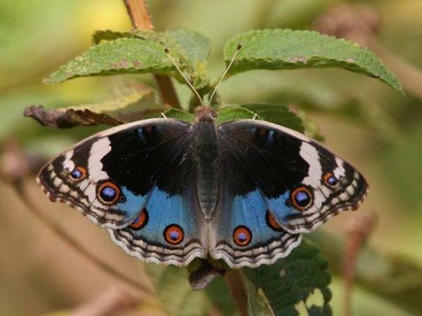 હૈદરાબાદ બોટનિકલ ગાર્ડન