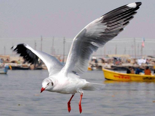 માળામાં સિગરેટ