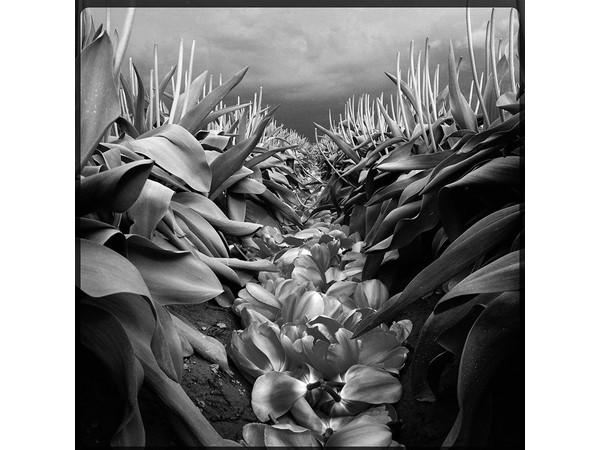 LEE ATWELL