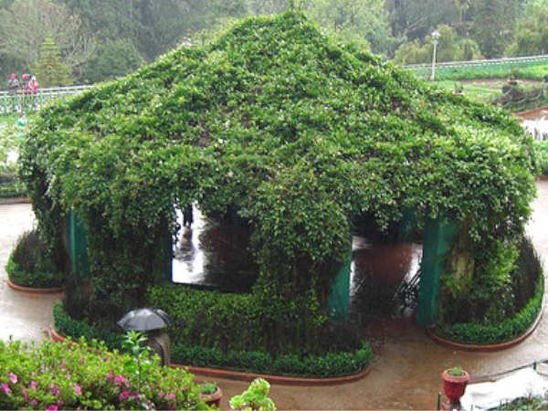 ઉટી