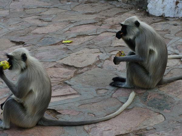મહુડી મંદિરના પ્રાંગણમાં વાંદરા