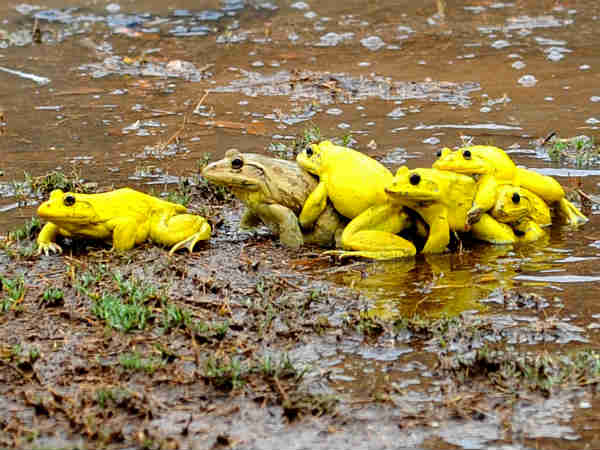 પીળા રંગના દેડકા