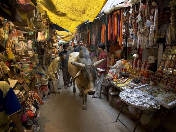 પવિત્ર ગાય બજારમાં મુક્તપણે ફરી રહી છે.