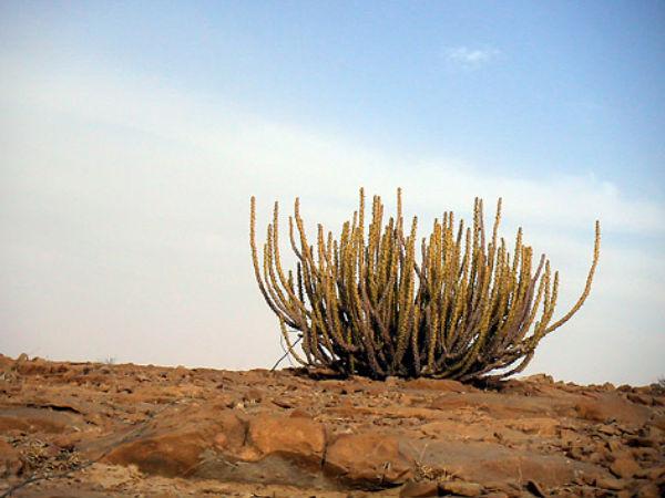 રાવ જોધા ડેજર્ટ રૉક પાર્ક
