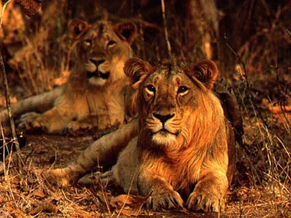 ગીરના એશિયાઇ સિંહ
