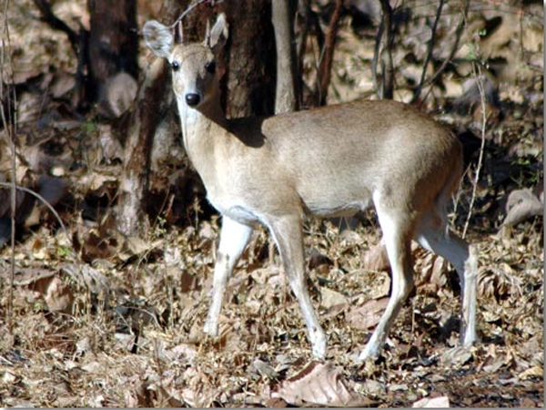 મિતિયાલા વન્યજીવ અભયારણ્ય