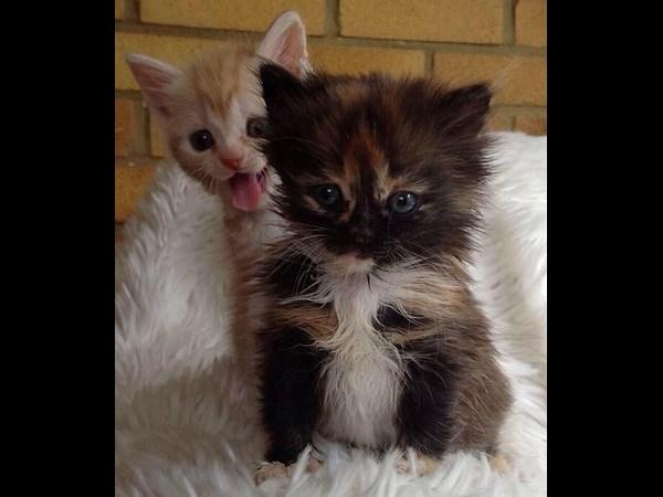 Best Photobombs Ever Caught On Camera