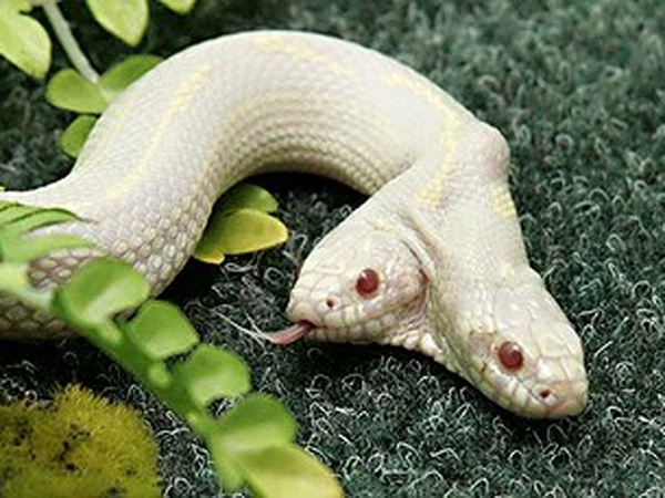 દ્વિમુખી સર્પ