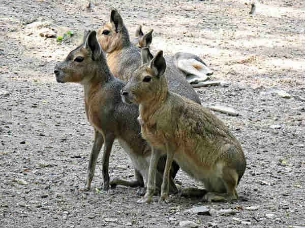 પેંટાગોનિયન મારસ