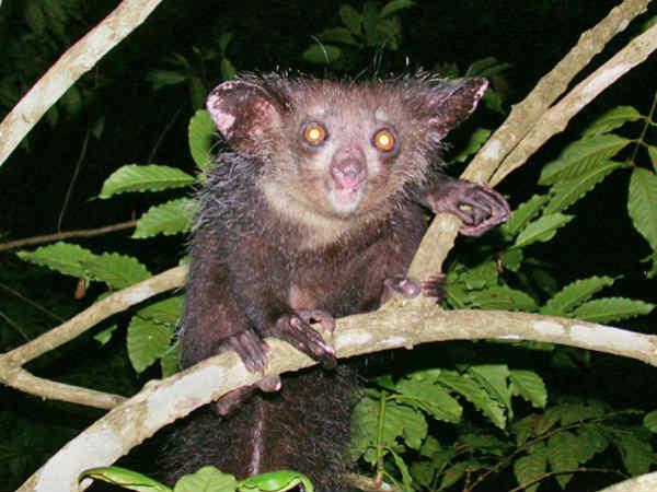 Aye-Aye