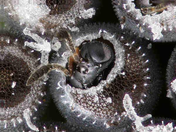 Parasitoid