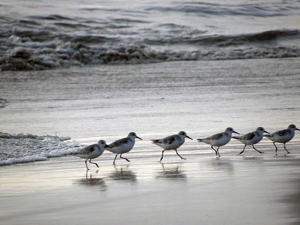 ચાવક્કડ બીચ, ત્રિશૂર