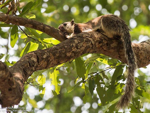 કાવેરી વન્ય જીવ અભયારણ્ય