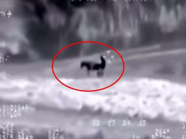 ગધેડી સાથે સેક્સ કરતો પકડાયો ISISનો આતંકી