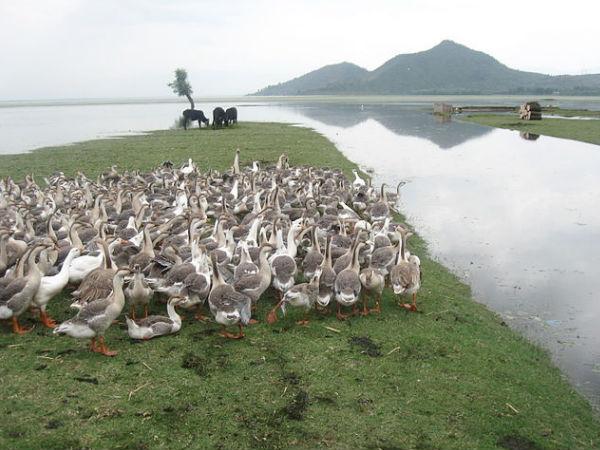 વૂલર તળાવ