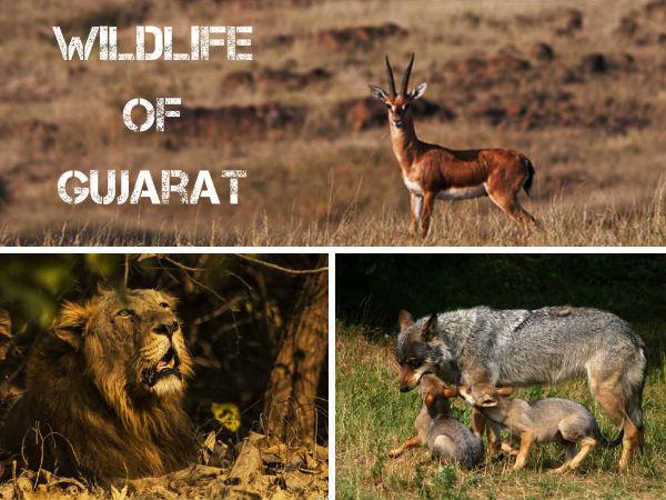 ગુજરાતના ટોપ 5 વન્યજીવ અભયારણ્ય જુઓ તસવીરોમાં...