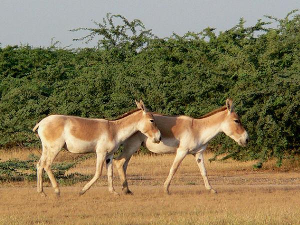 ભારતીય જંગલી ગધેડા અભયારણ્ય