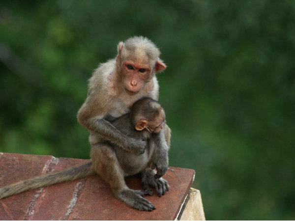 મમતાનું વધું એક દૂર્લભ નજારો
