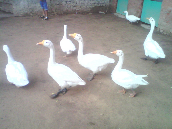 'સુંદરવન'