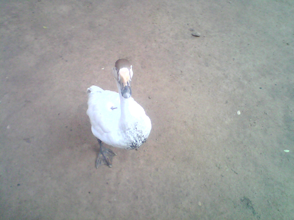 બતક