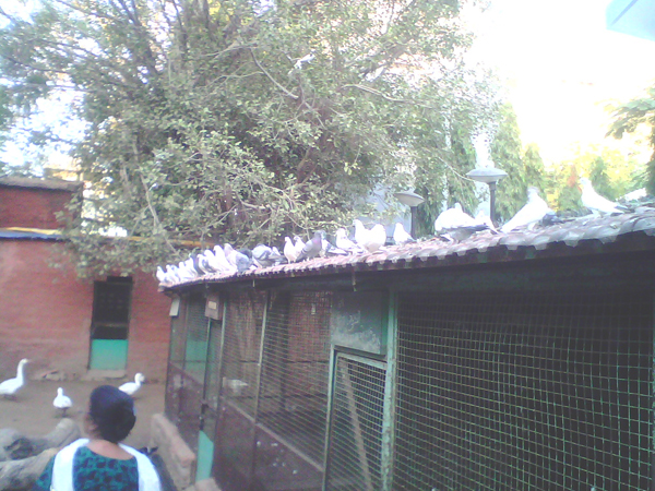 આપની વચ્ચે ફરશે કબૂતર