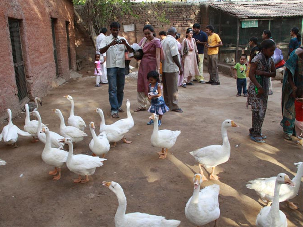 ભારતીય કોબ્રા