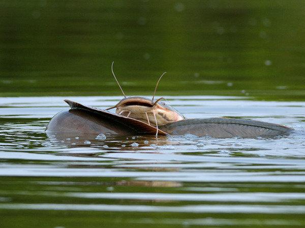 કર્ણાટક