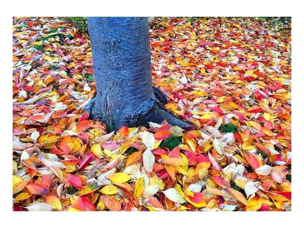 The Fall