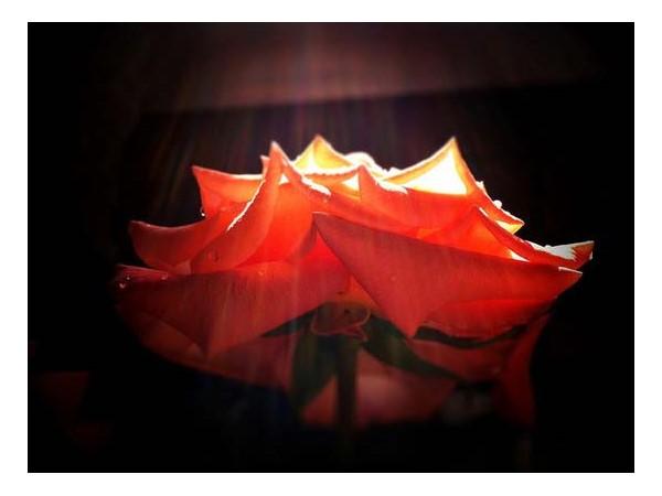 Basking Reds