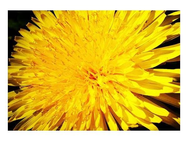 Dandelion