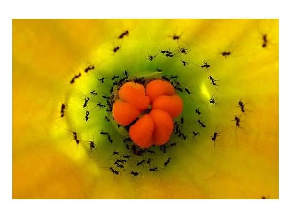 Black Ants Harvesting Nectar from a Yellow Flower