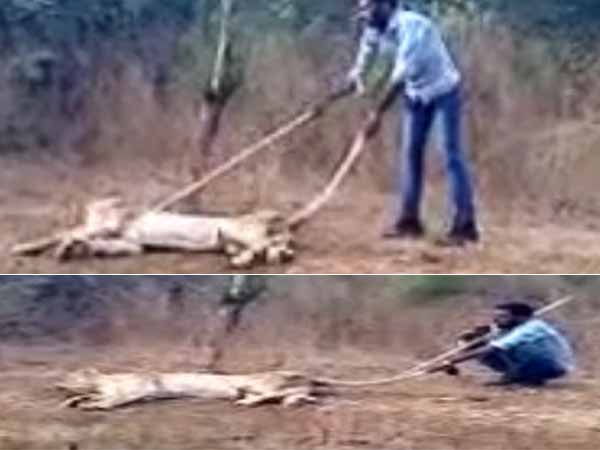ગામમાં આવેલી સિંહણ ભાગી છુટી
