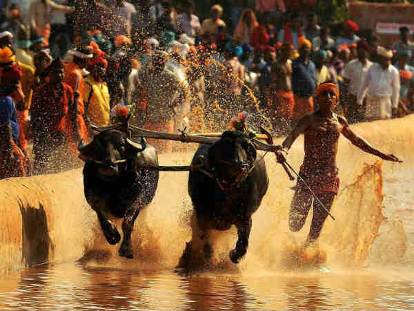 બફેલો રેસ