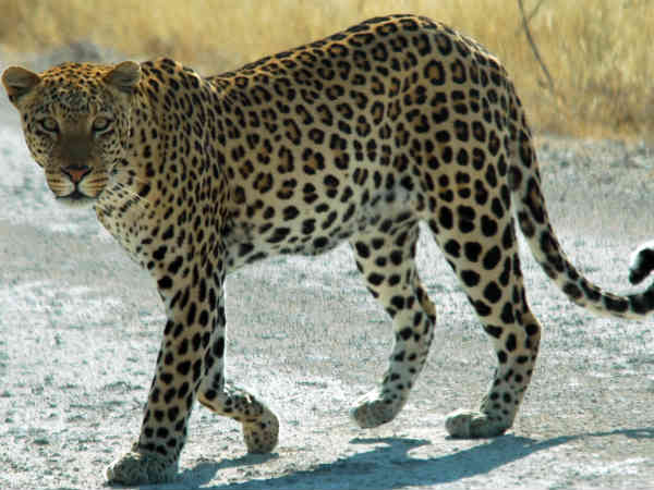 એક રાતમાં 23 બકરાનો દિપડાએ કર્યો શિકાર