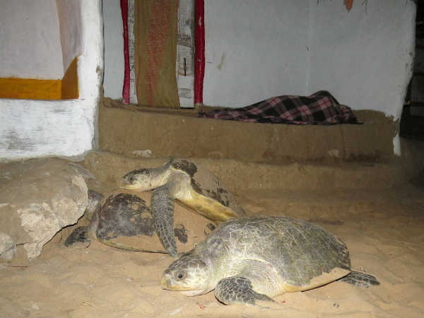 ગંન્જમ
