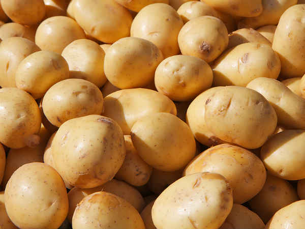 બટાકાને મળી સરકારી રાહત