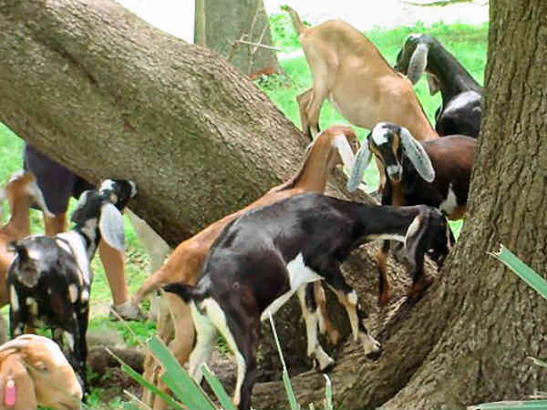 દારૂ પીને 40 બકરા થયા ટલ્લી