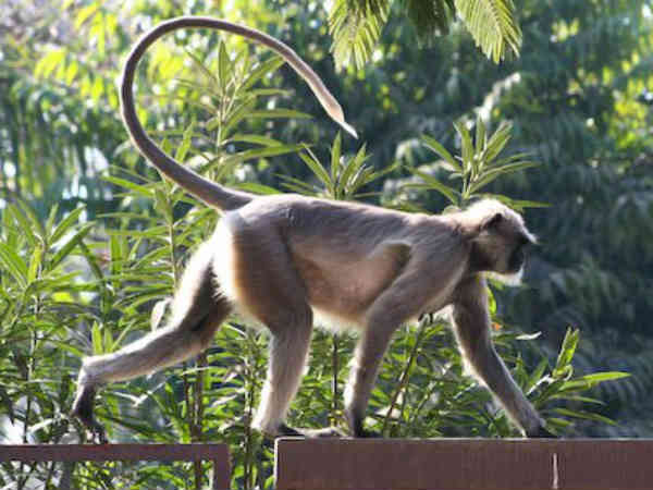 વાનરોનો ત્રાસ, પાંચ લોકોને ભર્યા બટકા