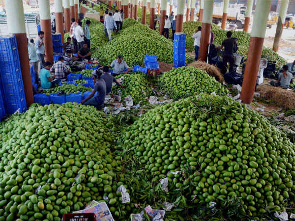કેરીના ઢગલે ઢગલા