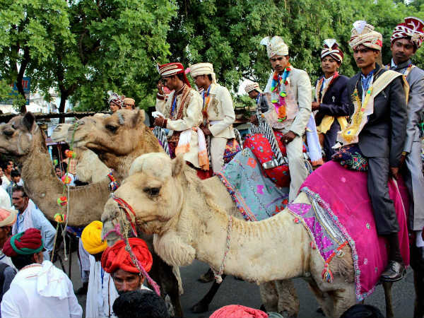 ધોડે ચઢીને નહીં ઊંટે ચઢીને આવ્યા વરરાજા