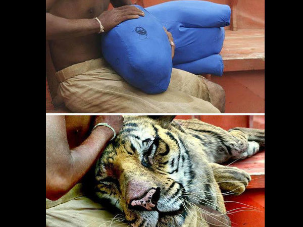 લાઇફ ઓફ પાઇ